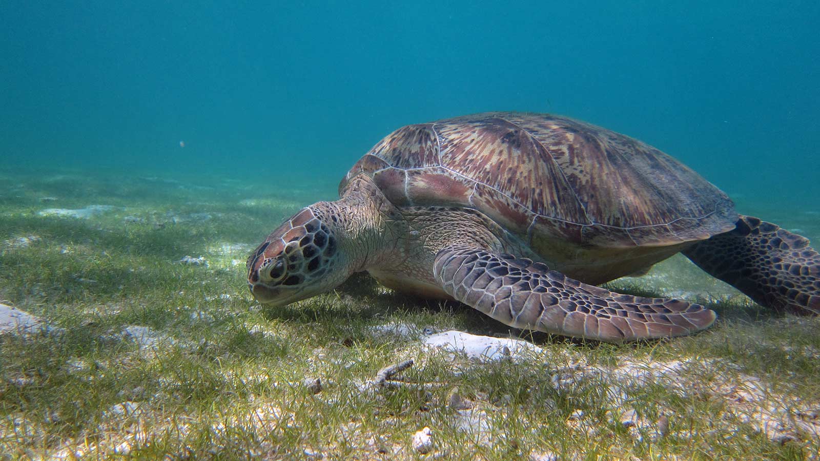 Maldives Resorts Mark World Turtle Day – Hotelier Maldives