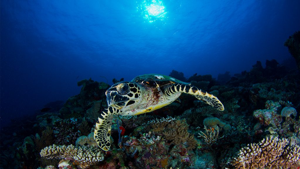 Turtle diving (2)