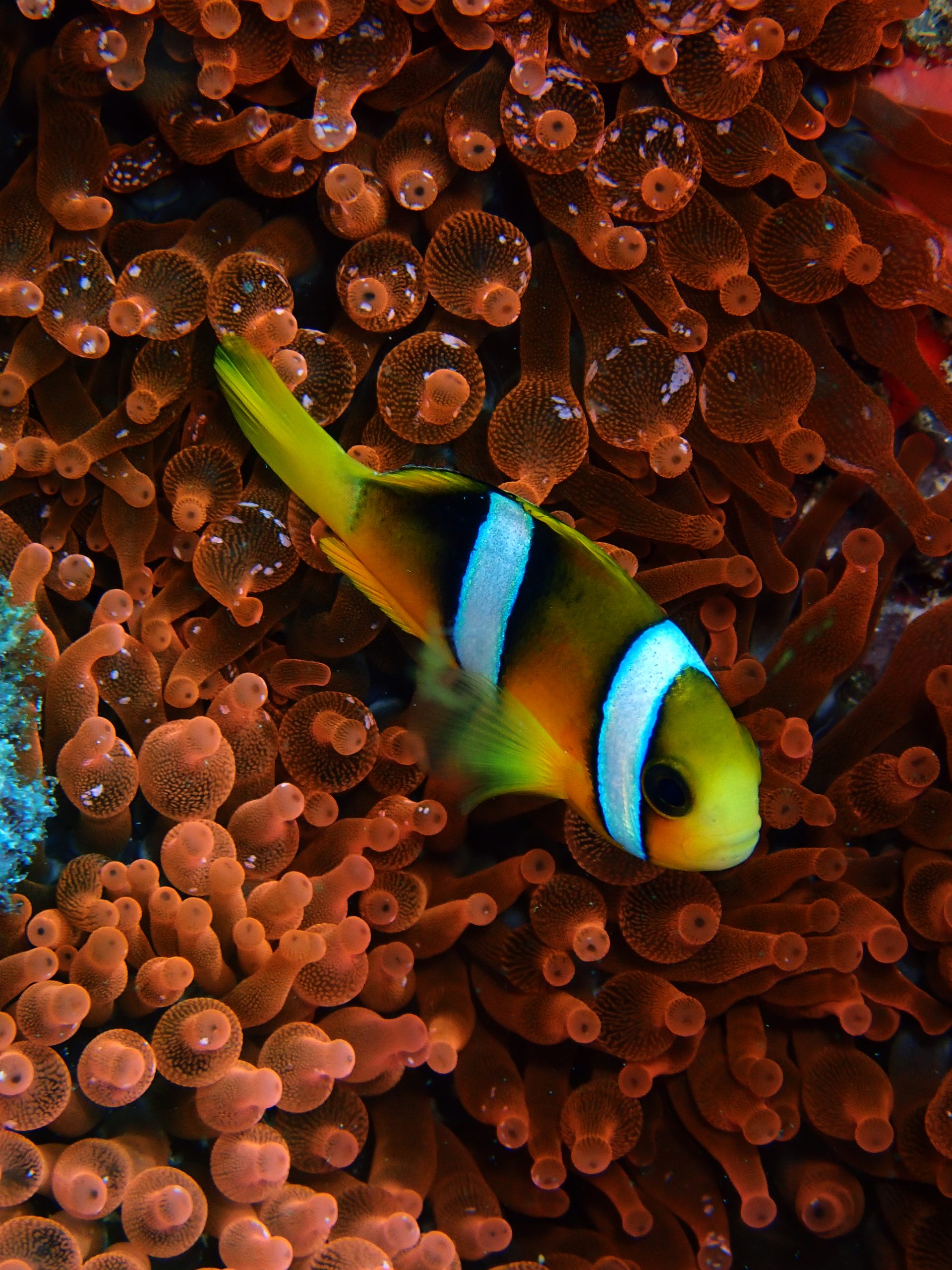 Baros Maldives_Clark's Anemonefish in Red Anemone