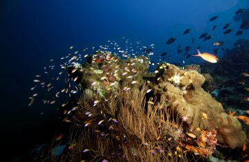 HBR_Scuba_Diving_reef