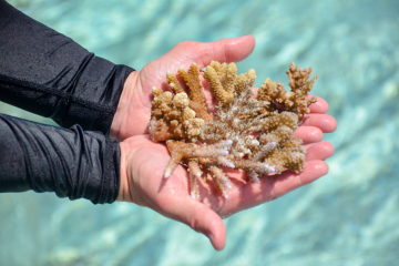 Adopt a Coral