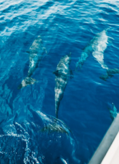 Dolphin Cruise