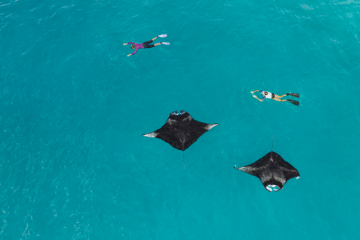 Swim with Manta Rays