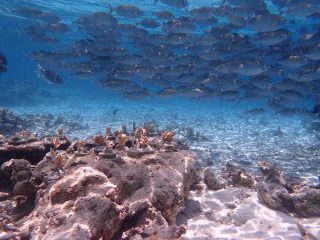 Sandies Bathala Coral Gardening