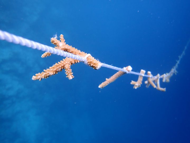 Sandies Bathala Coral Restoration