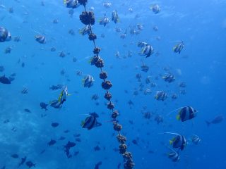 Sandies Bathala Coral Restoration