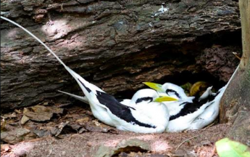 Amilla endangered bird