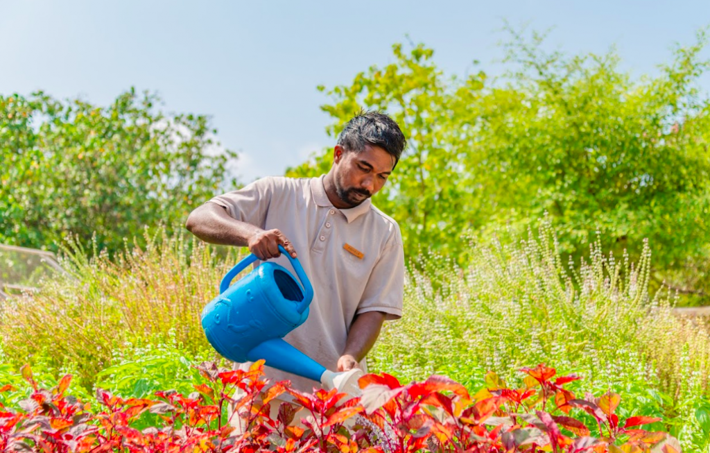 A Day within the Lifetime of the Herb Gardeners at JW Marriott Maldives