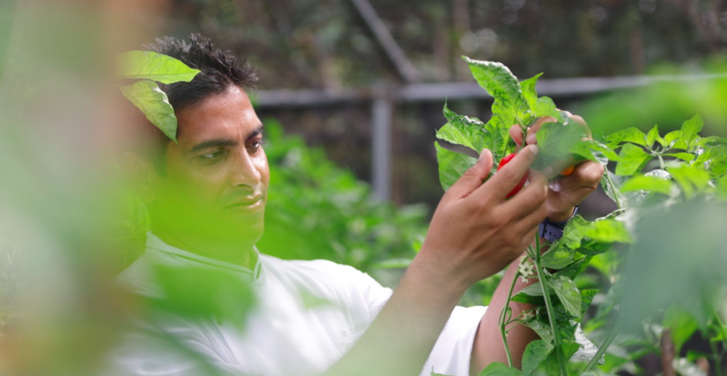 A Day in the Life of the Herb Gardeners at JW Marriott Maldives ...