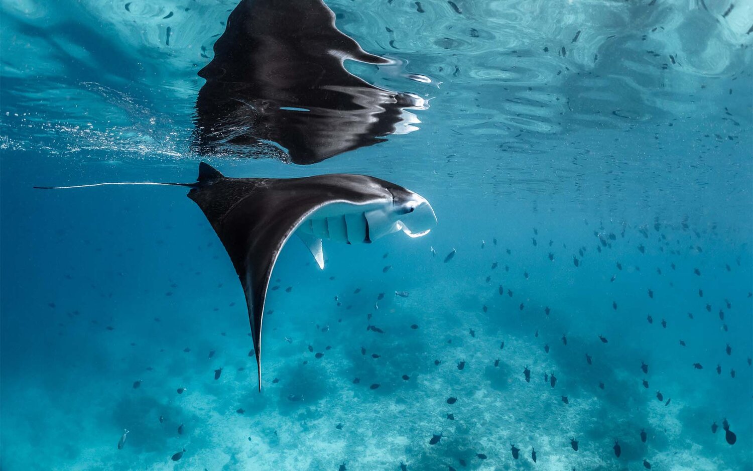 baby manta ray pictures baby manta ray pictures