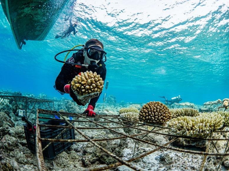 Coral propagation Soneva