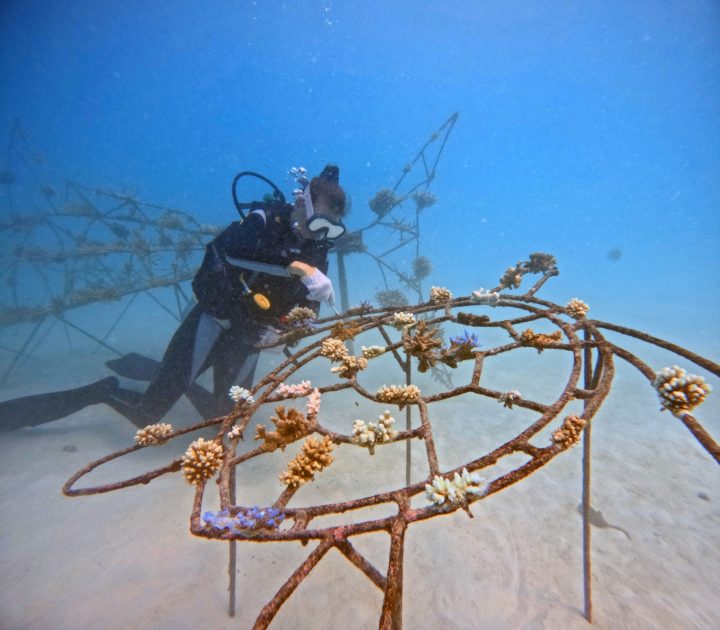 Commitment To Coral Conservation 2