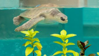 Joali Being Orp New Sea Turtle Rehabilitation Centre Kurangi Ezgif.com Webp To Jpg Converter