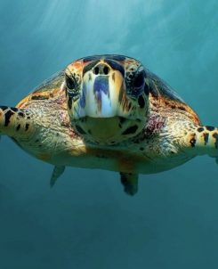 Sea Turtle Front Facing