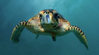 Sea Turtle Front Facing