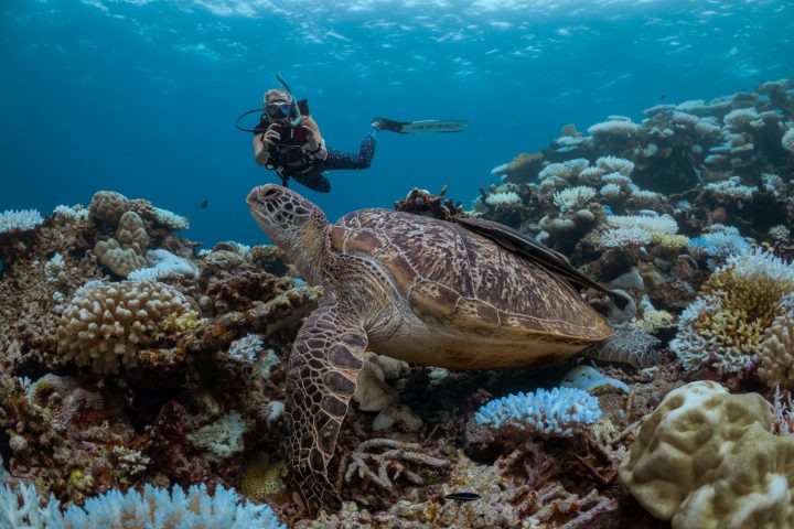 Batch Green Turtle Identification