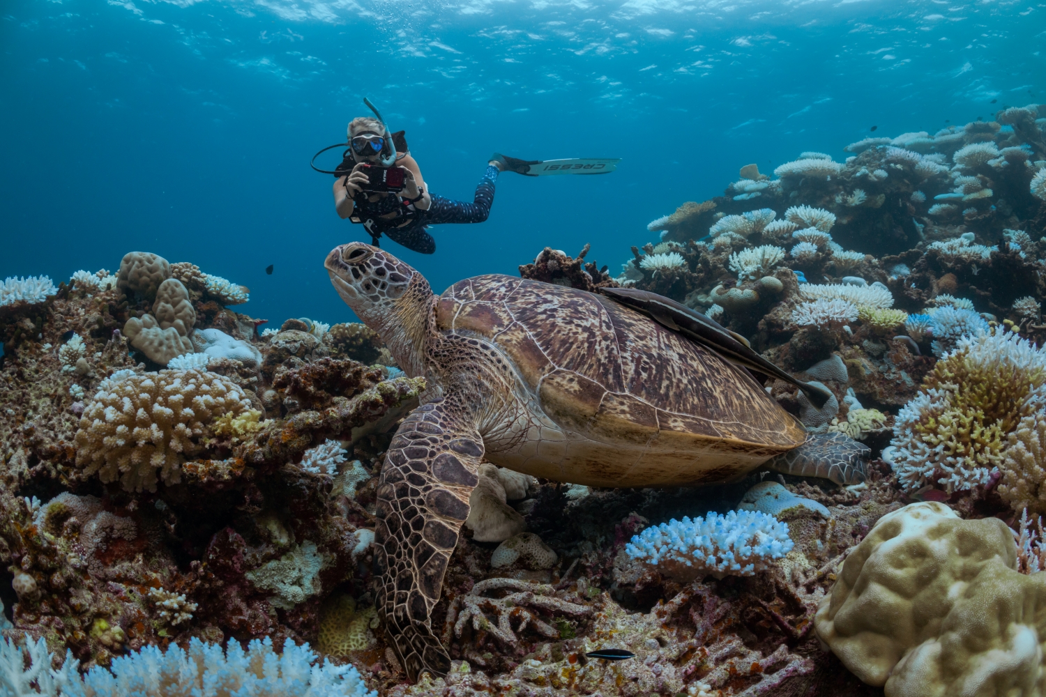 Six Senses Laamu gets PADI award for Outstanding Contribution to Ocean Conservation