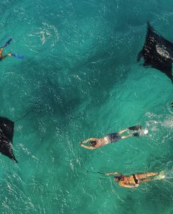Swiming With Majestic Mantas At Dusit Thani Maldives