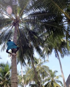 Batch Angsana Velavaru Local Coconut Climber