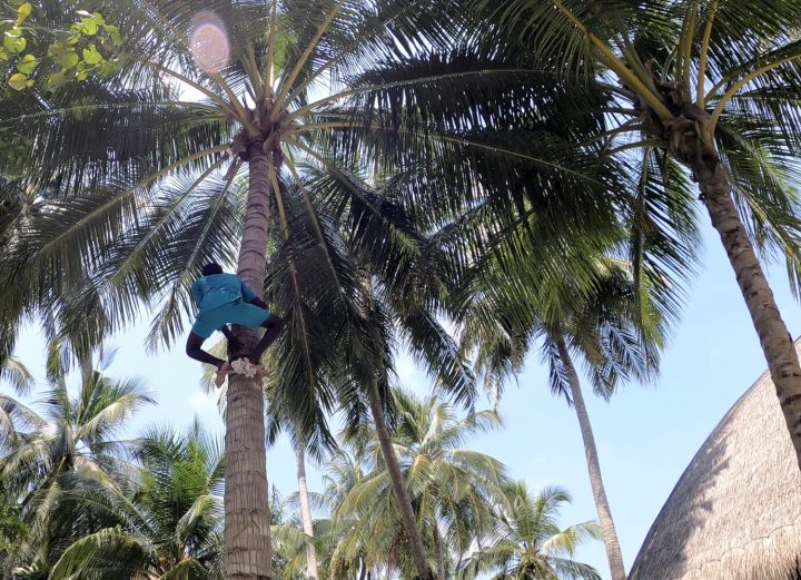 Batch Angsana Velavaru Local Coconut Climber