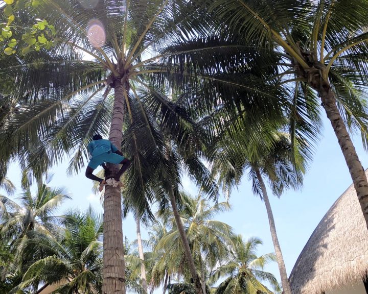 Batch Angsana Velavaru Local Coconut Climber