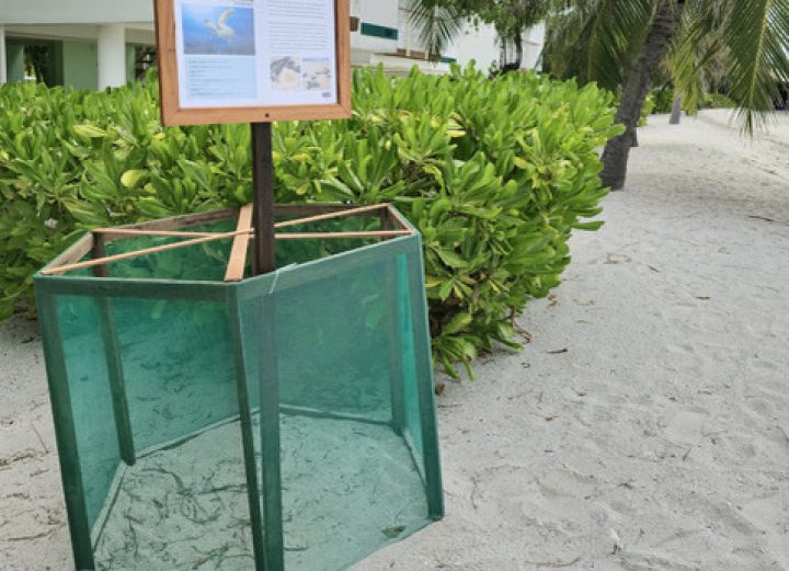 Hawksbill Nest Sept 2024