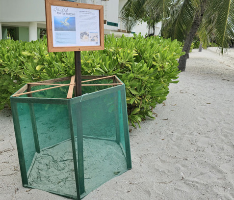 Hawksbill Nest Sept 2024