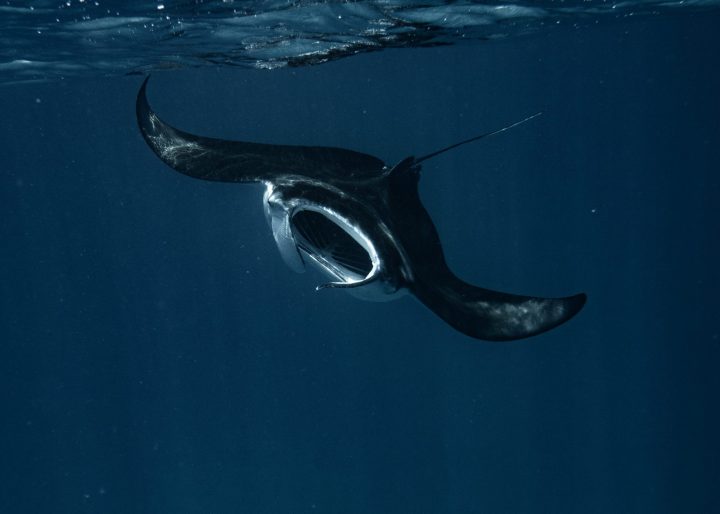 Manta Ray Front View