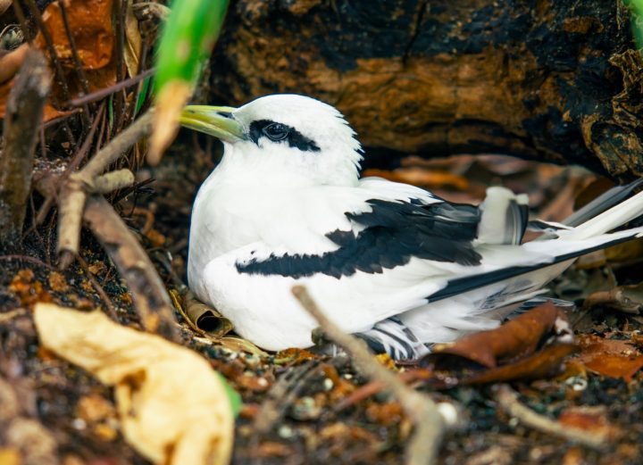 Batch Edited Birds 4