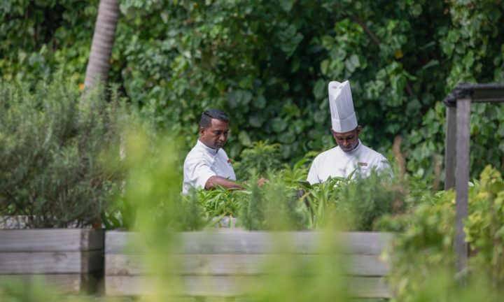 Dusit Thani Maldives Facility Chefs In Garden.jpg