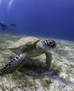 Le Méridien Maldives Resort & Spa Turtle Scuba Diving