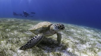 Le Méridien Maldives Resort & Spa Turtle Scuba Diving