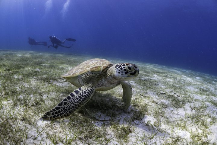 Le Méridien Maldives Resort & Spa Turtle Scuba Diving