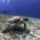 Le Méridien Maldives Resort & Spa Turtle Scuba Diving