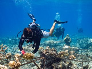 Soneva Fushi Coral Planting