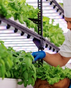 Ozen Life Maadhoo Hydroponics Garden