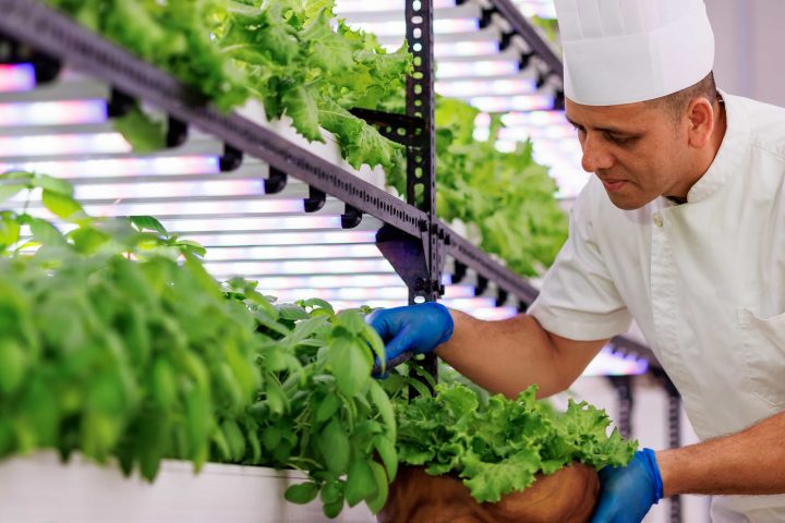 Ozen Life Maadhoo Hydroponics Garden