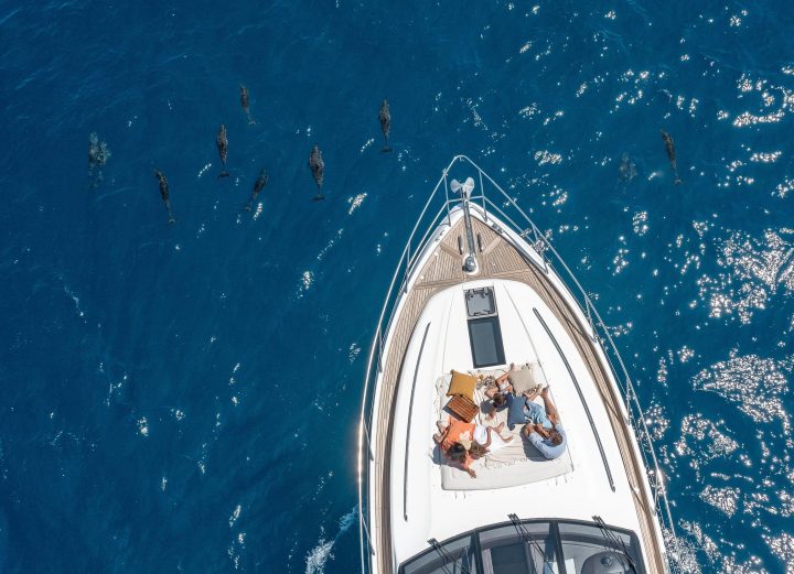 Tnm Dolphine Cruise For The Family Large