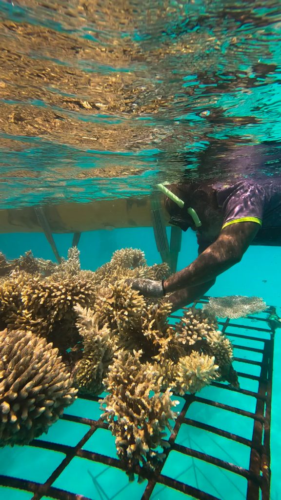 Sheraton Maldives Full Moon Resort & Spa Corals With Marine Biologist 01