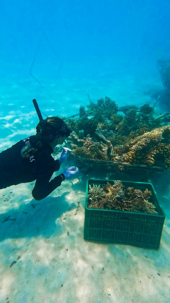 Sheraton Maldives Full Moon Resort & Spa Corals With Marine Biologist 02