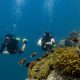 596516 Scuba Diving Avani Fares Maldives Resort 1f142d Original 1749436160
