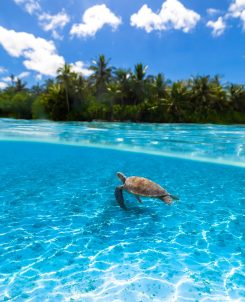 Kudadoo Maldives Ocean 2