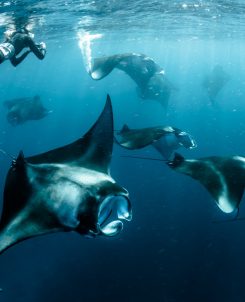 The Standard Maldives Manta (3)