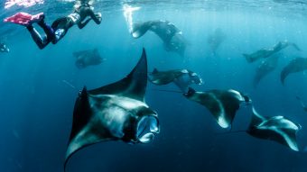 The Standard Maldives Manta (3)
