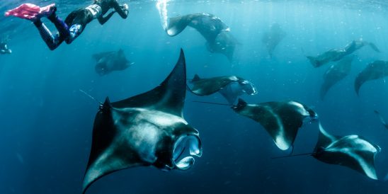 The Standard Maldives Manta (3)