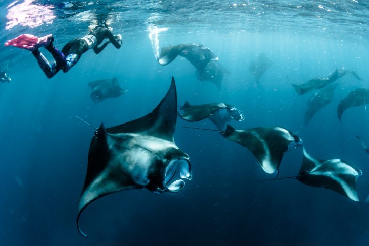 The Standard Maldives Manta (3)