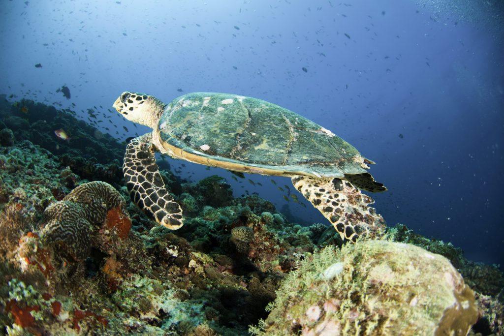 Centara Grand Island Resort & Spa Maldives Diving