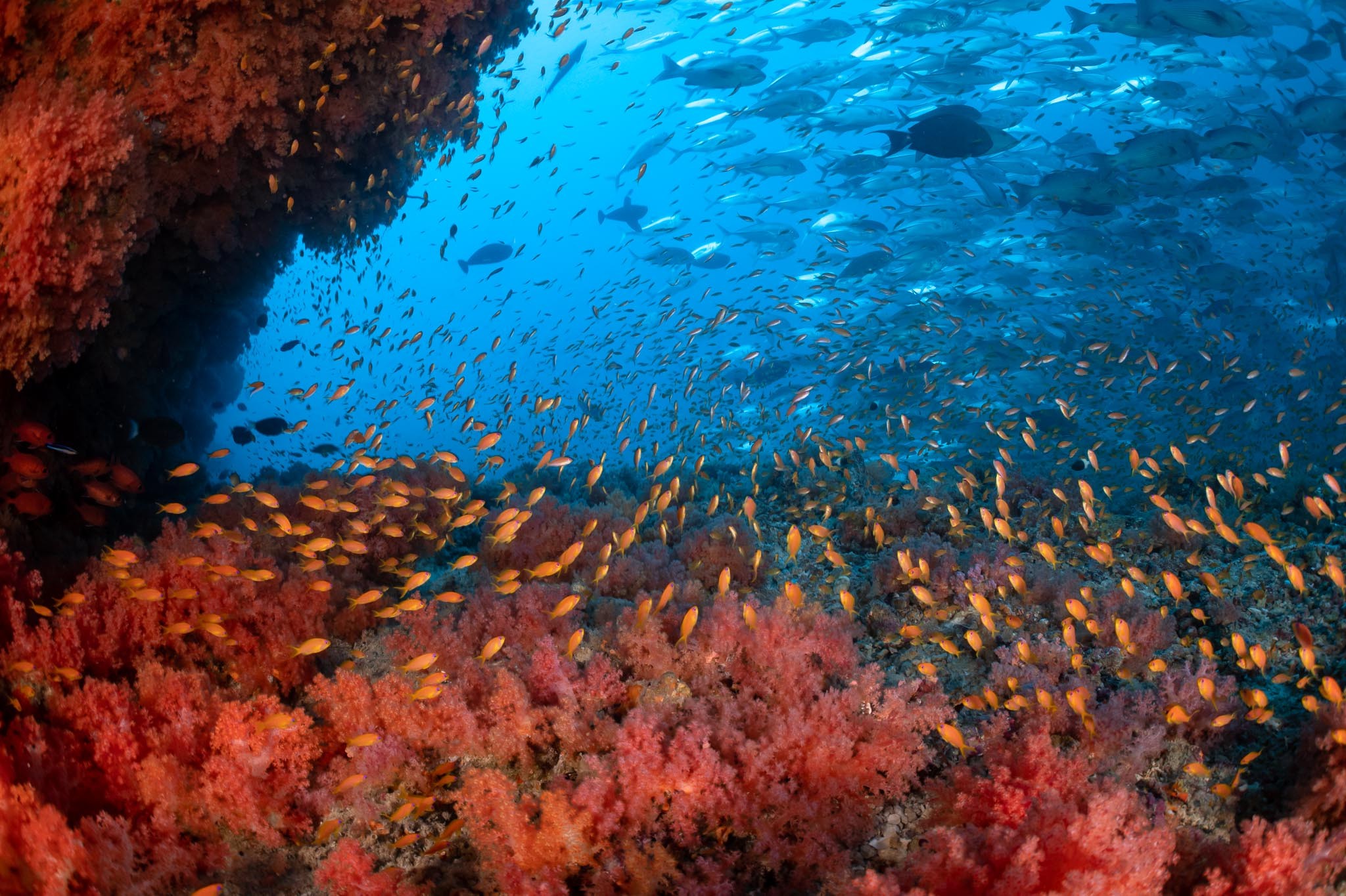 Kandooma crowned Maldives’ top dive resort; offers free diving