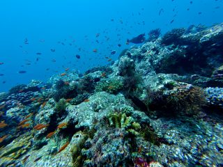 Akanksha Maker Dive Day Fam India (1)