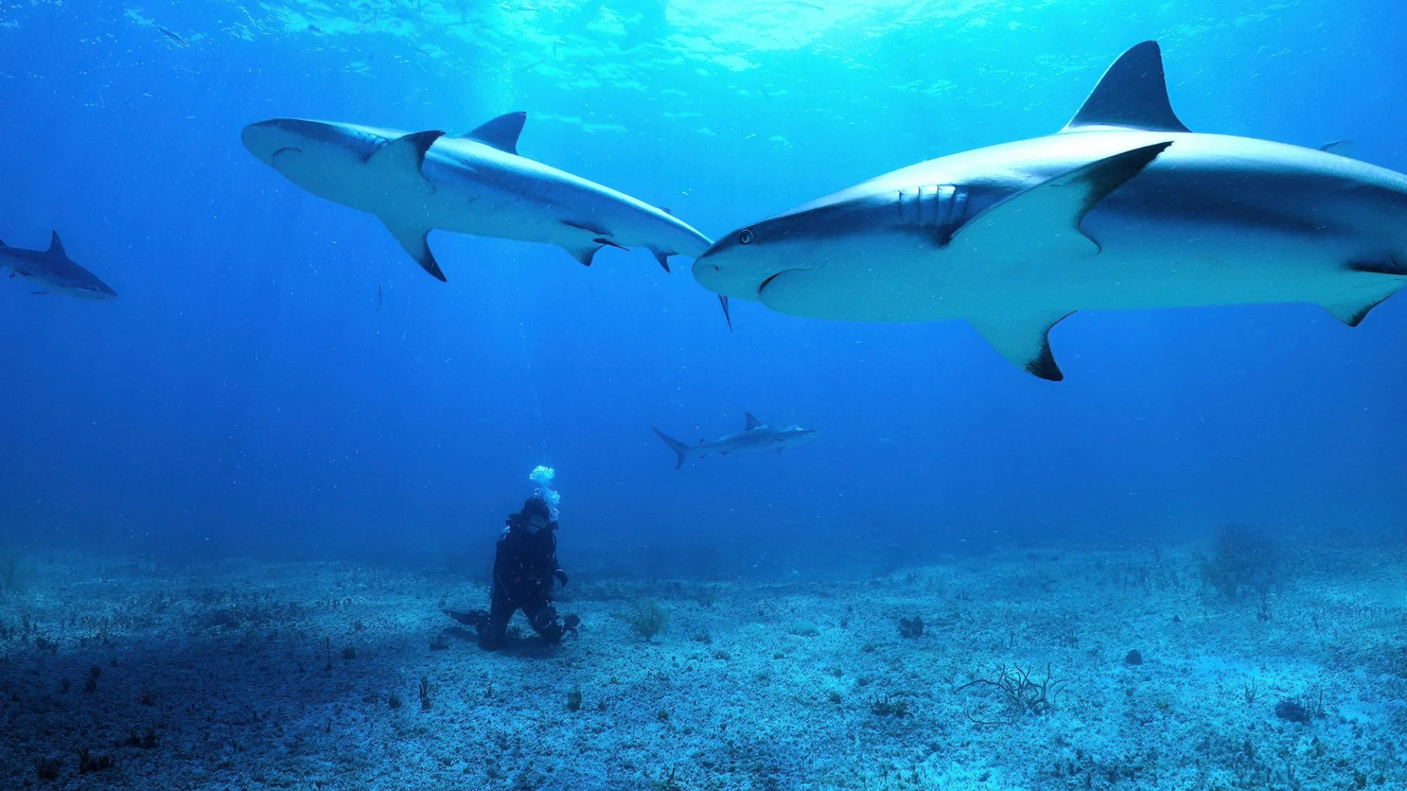 Maldives’ Fuvahmulah takes centre stage in new Netflix ‘All the Sharks’ competition